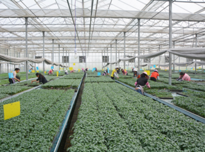 云南思农蔬菜种业发展有限责任公司以质量为根本 以客户为中心 追求卓越绩效