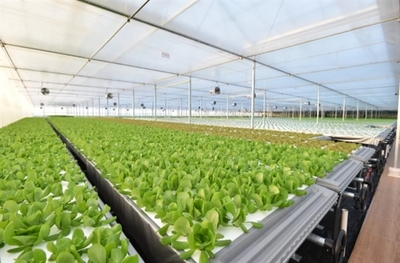 京东建1万平植物工厂:蔬菜不洗就能吃